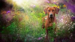 собака, морда, трава, блики, заставки