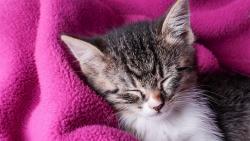 спящий котенок картинки