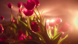 тюльпаны солнце на рабочий стол картинки