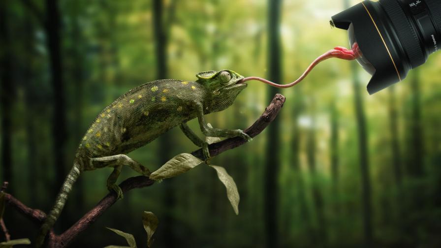 хамелеон картинки для детей