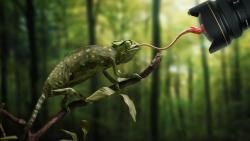 хамелеон картинки для детей