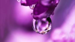 цветок, розовый, капли воды, заставки, макро