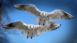 чайки,крылья, небо, полет, птицы