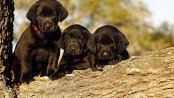 черный лабрадор