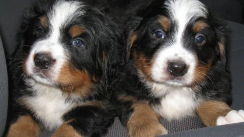 щенки бернского зенненхунда