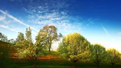  Фото поляны на которой растут деревья скачать