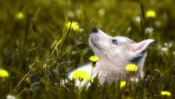 1920x1080, собака хаски, трава, цветок, настроения, изображения, голубые глаза, HD обои