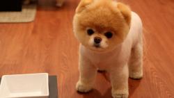 1920x1200, Милый песик пушыстый картинки скачать