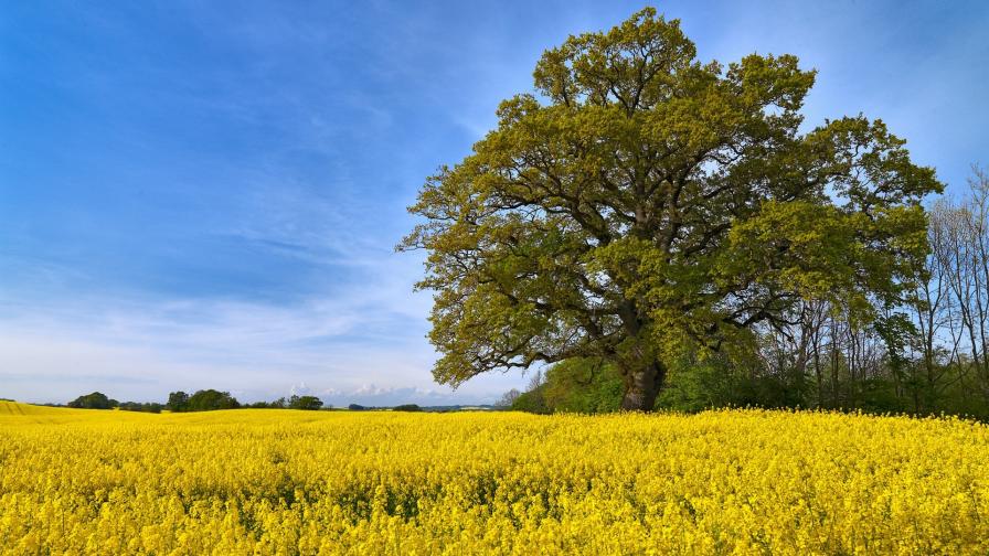 1920x1200, Рапсовое поле в Швеции 