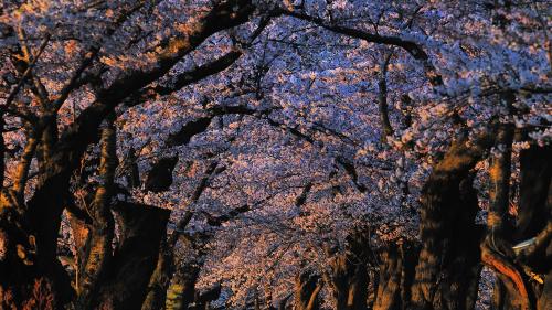 2560x1600, Нежная весенняя обойка с деревьями