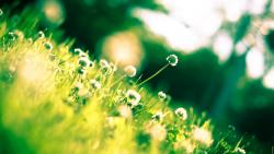 2560x1600, Полевые цветы на зеленой лужайке