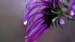 2560x1600, Сиреневый цветок марко обои