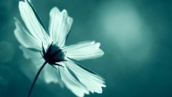 Autumn light flower wallpapers high resolution hd