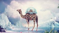 Camel india paradise wallpapers high resolution