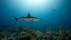 Coral Predators Shark Sea Underwater HD Background