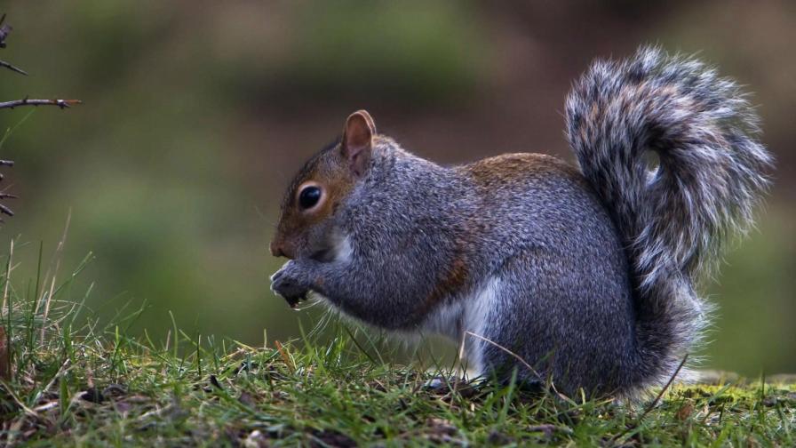 HD Серая белка в траве