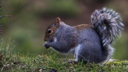 HD Серая белка в траве