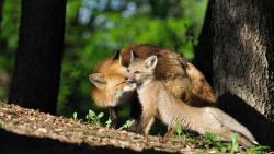HD обои Заботливая мама лисичка фото