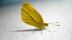 HD обои желтые бабочки фоны
