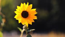 HD обои подсолнуха