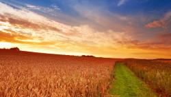 HD обои с изображением поля и заката