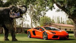 Lamborghini Aventador P700 4, оранжевый, вид спереди, отражение, слон, деревья, ограждение, здания, фоны, заставки