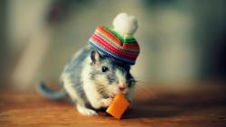 Смешная мышка кушает сыр картинки для рабочего стола скачать