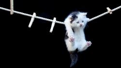 висит котенок