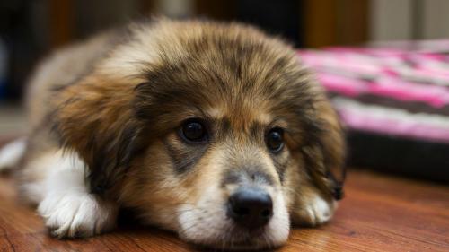 wallpaper, puppies, puppy, baby, dog, dogs